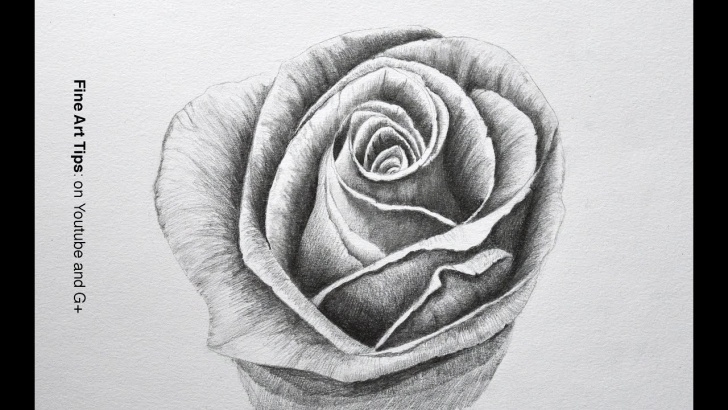 Inspiring 3D Rose Pensil Sketch Step By Step Tutorials Drawing Flowers: How To Draw A Rose With Pencil - Fine Art-Tips. Images