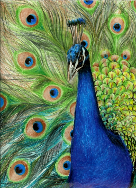 Inspiring Amazing Colored Pencil Drawings Lessons Amazing Colored Pencil Art | Peacock By ~Zerotwospirited On Photo