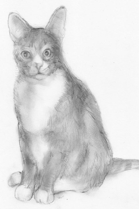 Inspiring Cat Pencil Art Techniques Murray Myler Cat: Pencil Drawing On Paper Pic