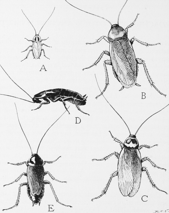Inspiring Cockroach Pencil Drawing Techniques for Beginners Cockroach - Wikipedia Photos