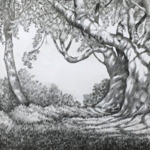 Forest Pencil Drawing