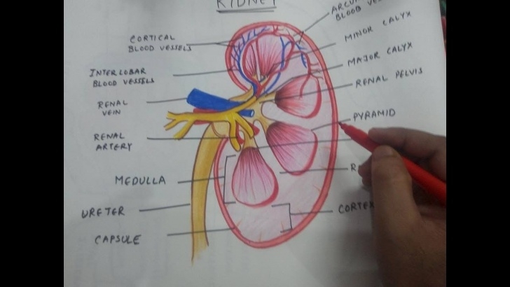 Inspiring Kidney Pencil Drawing for Beginners How To Draw Kidney Anatomy Picture