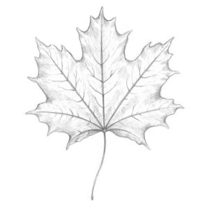 Leaf Pencil Shading