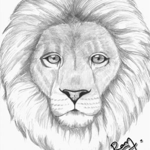Lion Pencil Sketch