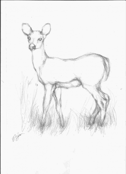 Inspiring Pencil Drawings Of Animals Courses Pencil Drawing Images Animals At Paintingvalley | Explore Pictures
