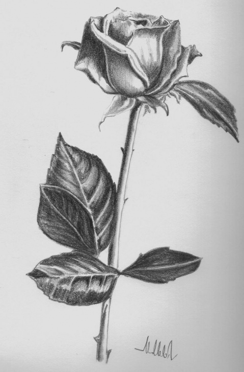 Inspiring Pencil Shading Flowers Free Image Result For Pencil Shading Rose | Pencil Art | Flower Sketch Pics