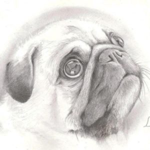 Pug Pencil Drawing