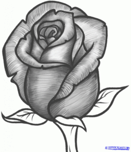 Inspiring Rose Flower Pencil Sketch Free How To Draw A Rose Bud, Rose Bud Step 10 … | Things I Can't Afford Image