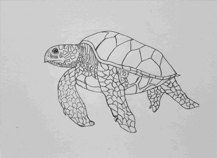 Inspiring Turtle Pencil Drawing Step by Step Sea Turtle Pencil Drawing Photos
