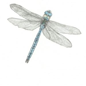Dragonfly Pencil Drawing