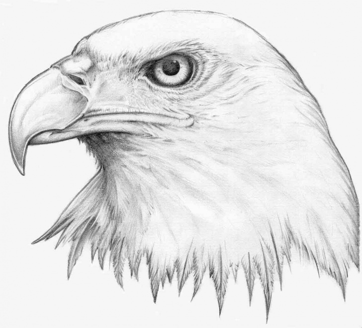 Interesting Eagle Pencil Art Courses How To Draw Eagles | Eagles Eye By H3Llb0Und Traditional Art Photos