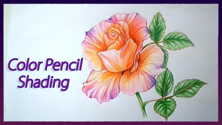 Interesting Flower Colour Pencil Drawing Courses Realistic Color Pencil Shading Tutorial Of Rose Flowers Drawing Tutorial Photo