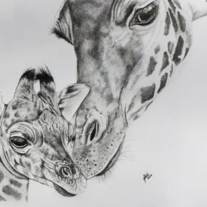 Giraffe Pencil Drawing