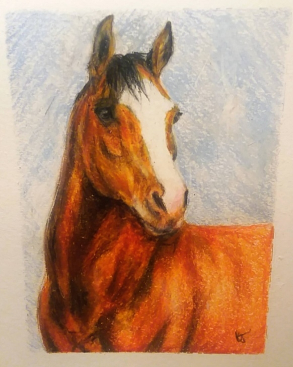 Interesting Horse Drawing Colored Pencil Lessons Horse Drawing In Color Pencil & Crayon - Album On Imgur Pics