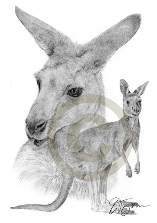 Interesting Kangaroo Pencil Drawing Lessons Australian Kangaroo Pencil Drawing Print - A3 Size - Artwork Signed By Artist Gary Tymon - Ltd Ed 100 Prints Only - Pencil Portrait Image