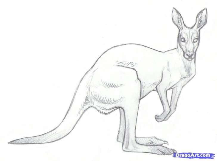 Interesting Kangaroo Pencil Drawing Techniques for Beginners Kangaroo Paintings Search Result At Paintingvalley Pictures