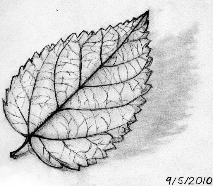 Interesting Leaf Pencil Sketch Ideas Leaves Of Drawing Concert Winstel Leaf Had She Product. Description Pictures