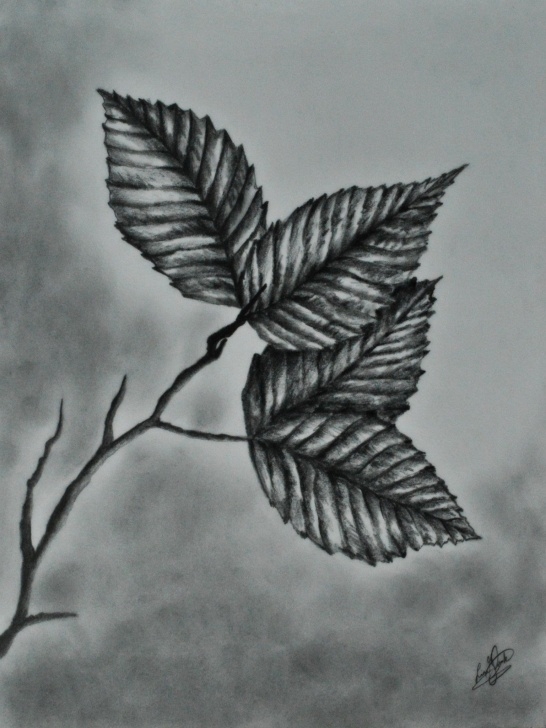 Interesting Leaf Pencil Sketch Tutorials Pencil #drawing #realistic #leaves | Pencil Sketch In 2019 Images