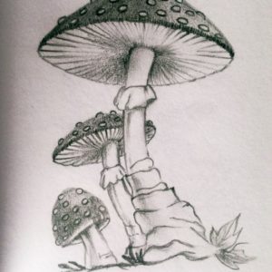 Mushroom Drawings Pencil