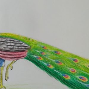 Peacock Pencil Drawing With Color