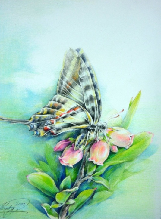 Interesting Pencil Drawings Of Flowers And Butterflies With Colours Step by Step Color Pencil Drawings Of Butterfly | ❖ Pencil Drawing ❖ | Color Pic
