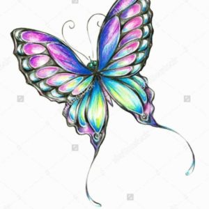 Pencil Drawings Of Flowers And Butterflies With Colours
