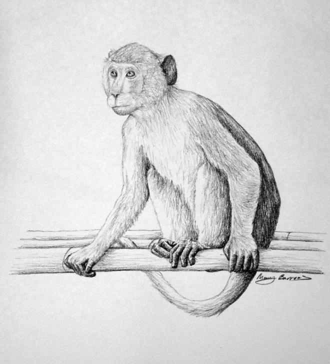 Interesting Pencil Sketch Of Monkey Free Pencil Sketch Of Monkey And Pencil Sketch Of Monkey Monkey | The Images