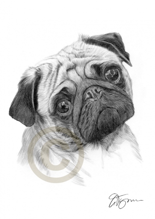 Interesting Pug Pencil Drawing Step by Step Young Pug Pencil Drawing By Artist Gary Tymon | Animal Prints In Photo