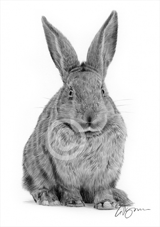 Interesting Rabbit Pencil Art Free Details About Agouti Rabbit Pencil Drawing Artwork Print - A4 Only Signed  By Artist G.tymon Images