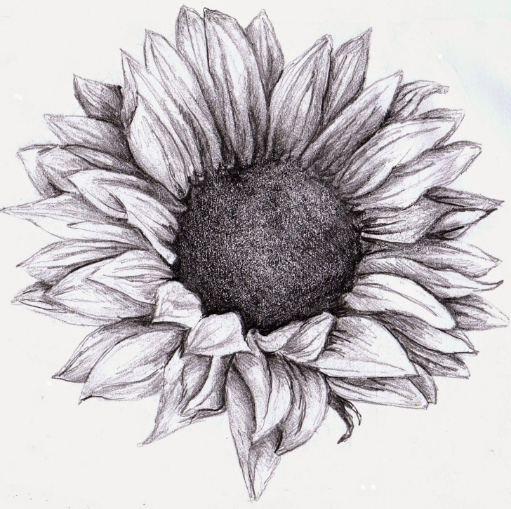 Interesting Sunflower Pencil Sketch Simple Sunflower Drawing, Pencil, Sketch, Colorful, Realistic Art Images Photos