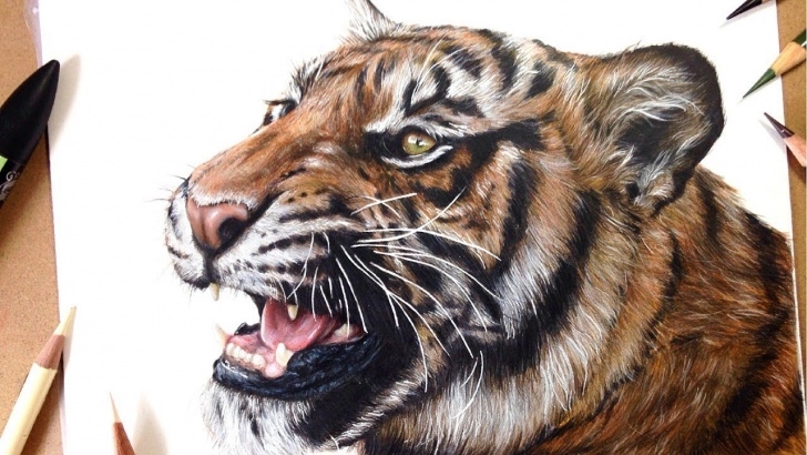 Interesting Tiger Colored Pencil Drawing Tutorials How To Draw A Realistic Tiger | Marker + Coloured Pencil Drawing Tutorial- Step By Step Picture