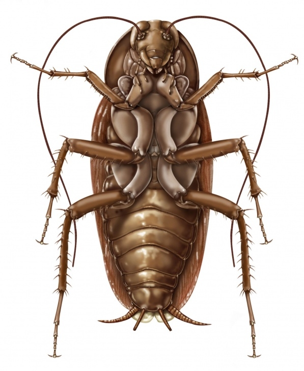 Learn Cockroach Pencil Drawing Free American Cockroach: Periplaneta Americana- Ventral Aspect; Graphite Images