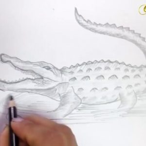 Crocodile Pencil Drawing