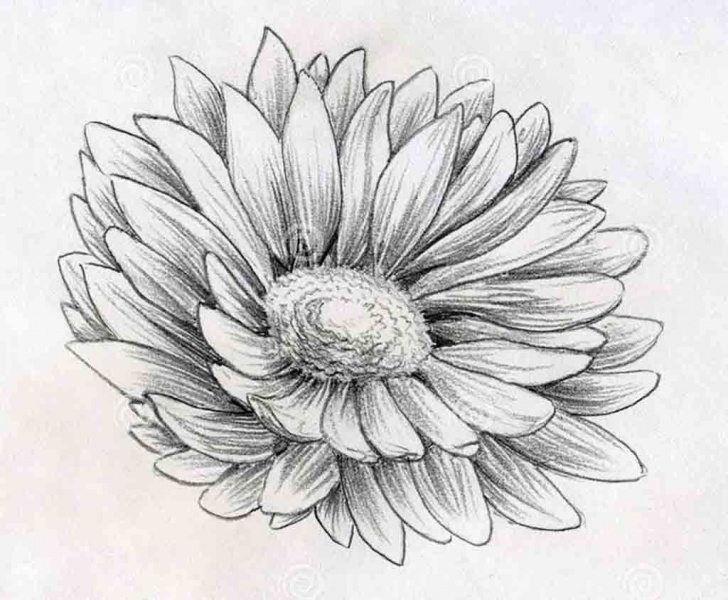 Learn Daisy Pencil Drawing Techniques Pencil Sketch Daisy Flower Drawings Drawing | Picked Tats | Pencil Images