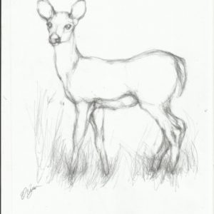Deer Pencil Sketch