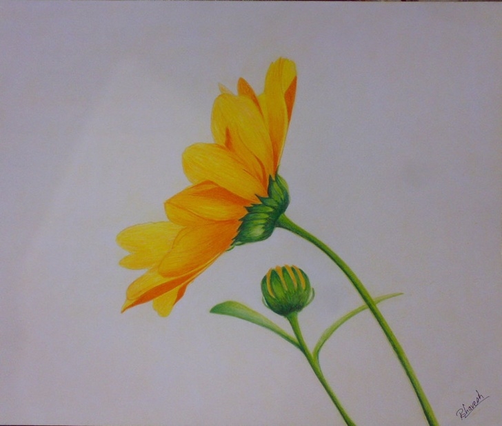 Learn Flower Colour Pencil Drawing for Beginners Color Pencil Painting Flower And Color Pencil Painting Flower Easy Images