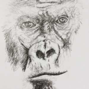 Gorilla Pencil Drawing