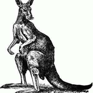 Kangaroo Pencil Drawing