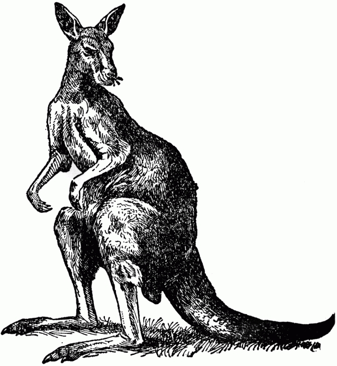 Learn Kangaroo Pencil Drawing Techniques Kangaroo Drawing Pics | Kangaroo | Clipart Etc | Drawings & Photos Image