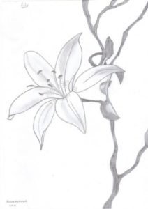 Learn Lily Pencil Drawing for Beginners Lily Flowers Drawings | Lily Pencil Drawing By Fashionnightmare12 Photos