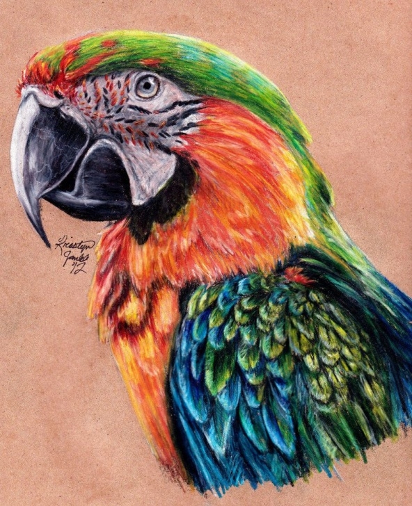 Learn Prismacolor Pencil Drawings Courses Redraw Of Prismacolor Pencils On Recycled Paper. About 3 Hours With Pics