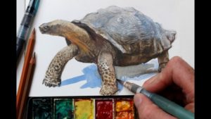 Learn Watercolor And Colored Pencil Techniques Watercolor + Colored Pencils = Fast, Realistic Textures Pics
