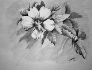 Learning Beautiful Sketches Of Flowers for Beginners Beautiful Sketches Of Flowers | Beautiful Pencil Drawings Of Flowers Images