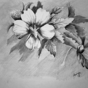 Beautiful Sketches Of Flowers