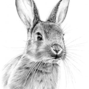Bunny Pencil Drawing