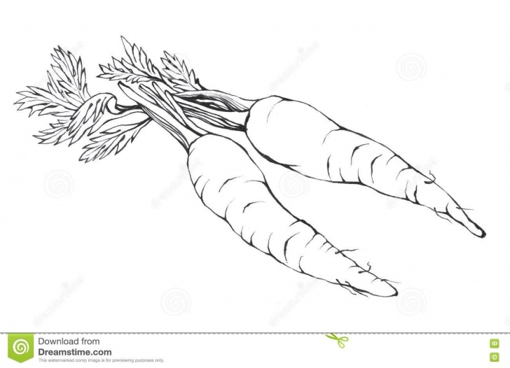 Learning Carrot Pencil Drawing Courses Carrots. Hand Drawn Black And White Illustration Stock Illustration Photos