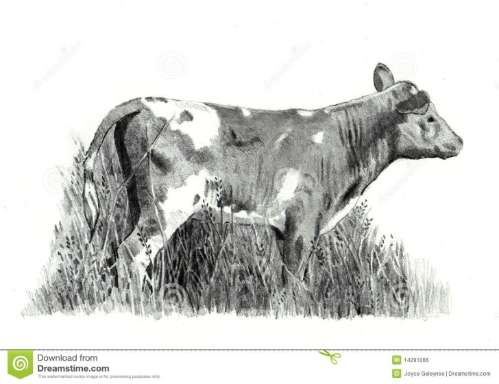 Learning Cow And Calf Pencil Drawing Easy Pencil Drawing Of Calf Standing In Grass Stock Illustration Picture