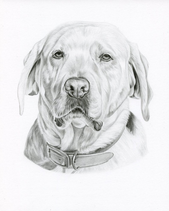 Learning Dog Pencil Art Step by Step Custom Realistic Graphite Black And White Pencil Drawing, Custom Pet Portrait, Custom Pet Drawing, Pet Art, Dog Art, Dog Pencil Drawing, Photos
