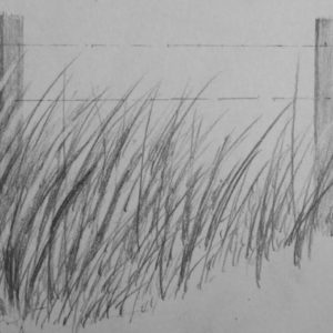 Drawing Grass With Pencil