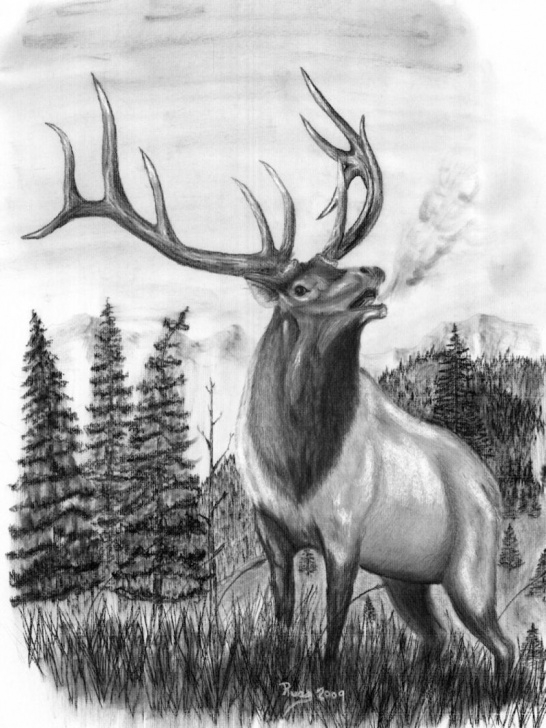 Learning Elk Pencil Drawings Tutorials Pin By Anna Rice On For Pta In 2019 | Drawings, Elk Drawing, Elk Pics